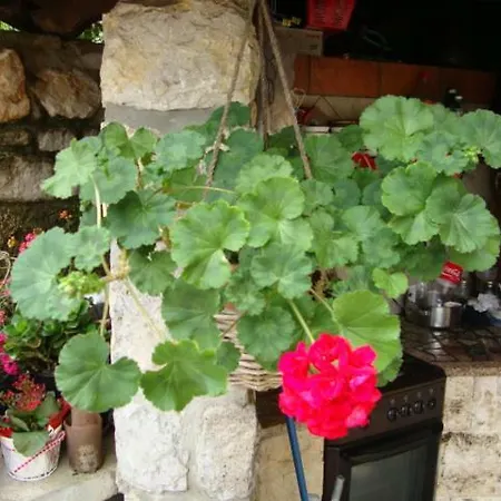 Apartment Zajednica